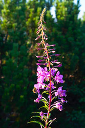 Similar image 984347