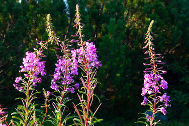 Similar image 984348