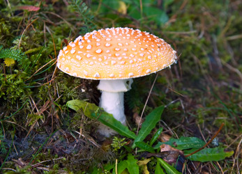 Similar image 984357