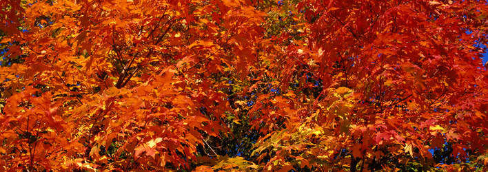 Similar image 985491