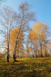 Similar image 985512