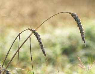 Similar image 985839