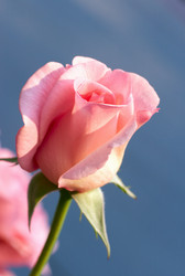 Similar image 985891