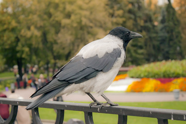 Similar image 985907