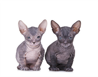 Similar image 986923