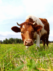 Similar image 987094