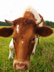 Similar image 987096