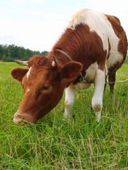 Similar image 987099