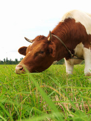 Similar image 987100