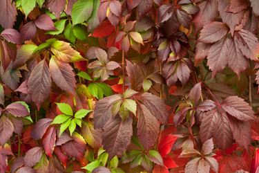 Similar image 988314