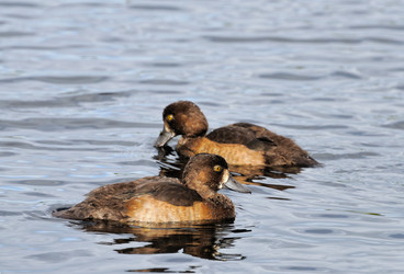 Similar image 988327