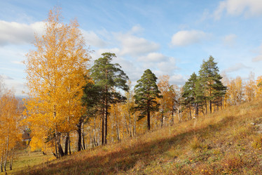 Similar image 988420