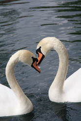 Similar image 988966