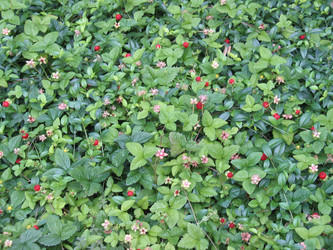 Similar image 988980