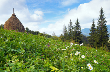 Similar image 989265