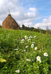 Similar image 989283