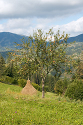 Similar image 989322