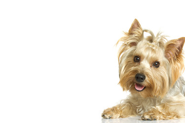 Similar image 989330