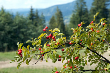 Similar image 989400