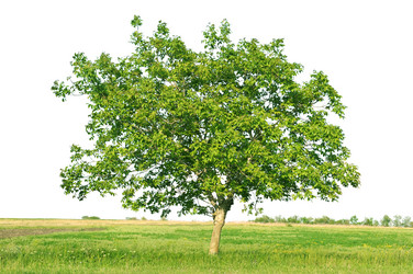 Similar image 989429