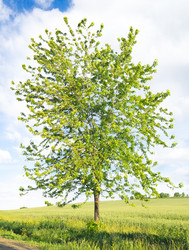 Similar image 989433