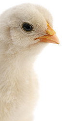 Similar image 989538