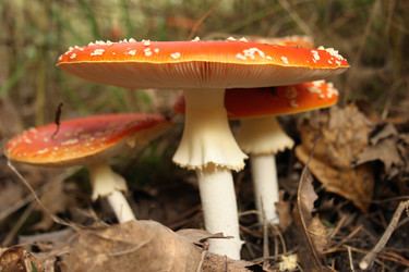 Similar image 989660