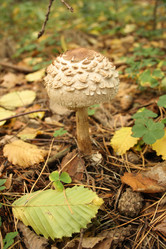 Similar image 989673