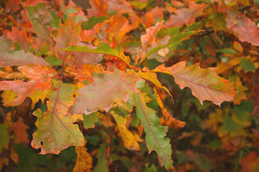 Similar image 989702