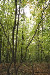 Similar image 989750