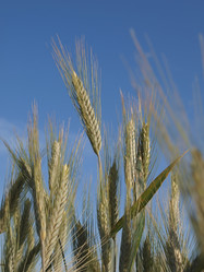 Similar image 990438