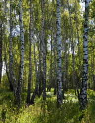 Similar image 990606