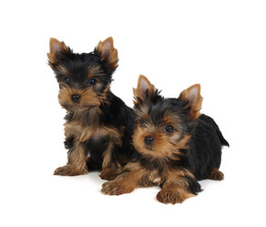 Similar image 990687