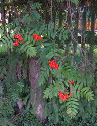 Similar image 991105