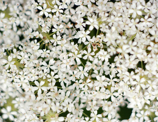 Similar image 991106