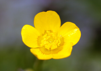 Similar image 991110