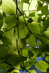 Similar image 991255