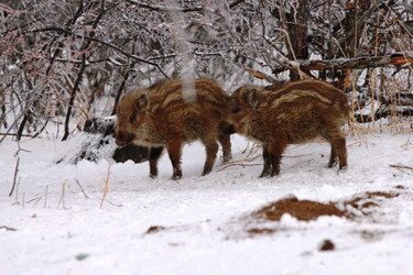 Similar image 991266