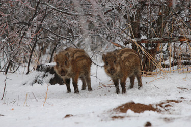 Similar image 991267