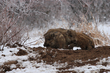 Similar image 991268