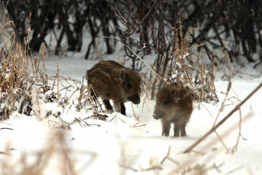 Similar image 991271