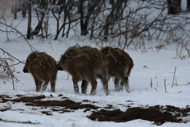 Similar image 991273