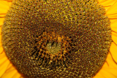 Similar image 993932