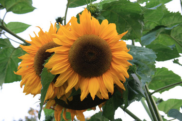 Similar image 993941