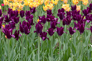 Similar image 994411