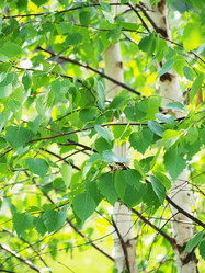 Similar image 994412