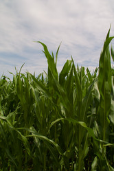 Similar image 994700