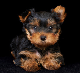 Similar image 994801