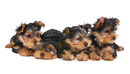 Similar image 994810