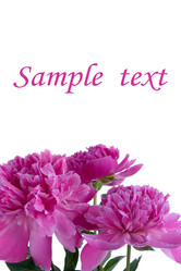 Similar image 995739